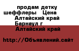 продам детку  шеффлеры › Цена ­ 150 - Алтайский край, Барнаул г.  »    . Алтайский край